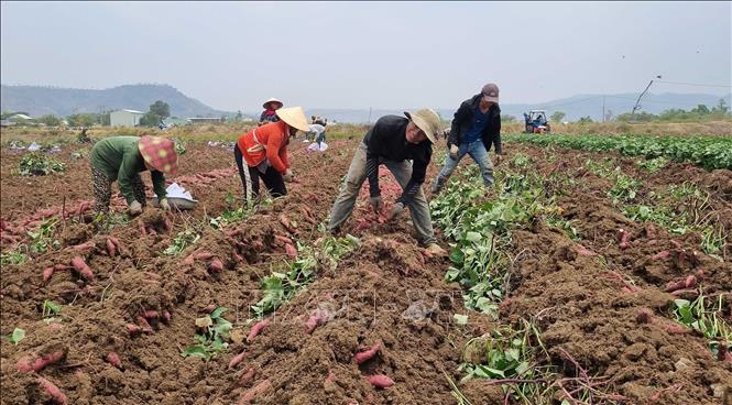Phu Thien district, the Central Highlands province of Gia Lai, has some 1,200 ha for growing sweet potato. VNA Photo: Hồng Điệp 