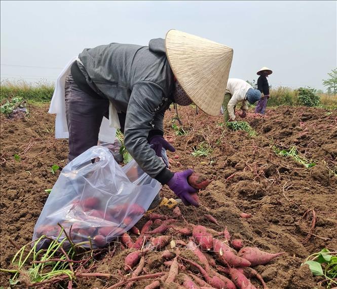 The Central Highlands province of Gia Lai has nearly 5,000 ha for growing sweet potato, which is one of Vietnam’s agricultural staples for export. VNA Photo: Hồng Điệp 