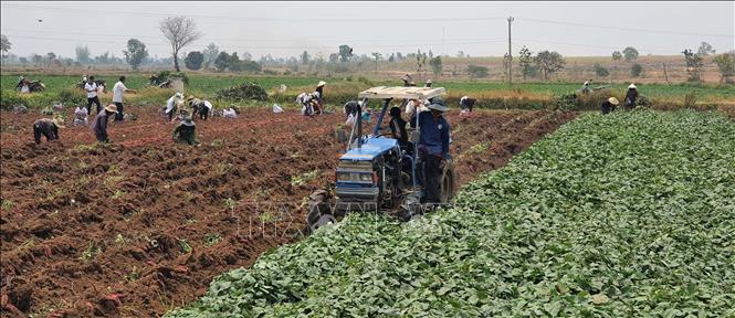 Harvesting the 2023 crop of sweet potato in Phu Thien district, the Central Highlands province of Gia Lai. VNA Photo: Hồng Điệp 