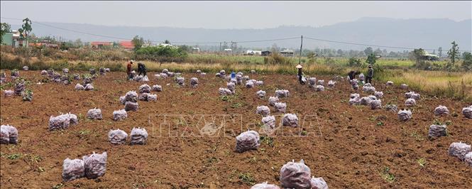 Harvesting the 2023 crop of sweet potato in Phu Thien district, the Central Highlands province of Gia Lai. VNA Photo: Hồng Điệp 