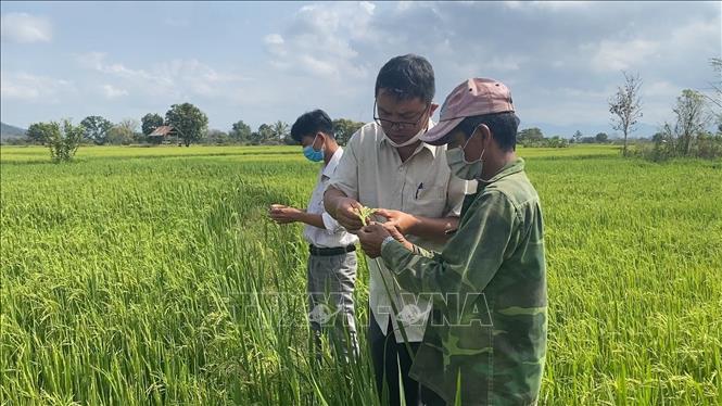 Trong ảnh: Cán bộ nông nghiệp hướng dẫn kỹ thuật giúp bà con dân tộc thiểu số tại huyện Krông Pa tăng năng suất. Ảnh: Hồng Điệp - TTXVN