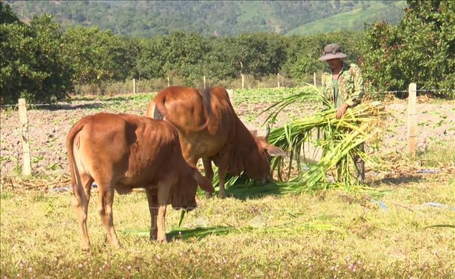 Trong ảnh: Mô hình nuôi bò được nhân rộng trong vùng dân tộc thiểu số để người dân có chỗ dựa vươn lên phát triển kinh tế gia đình. Ảnh: Hồng Điệp - TTXVN