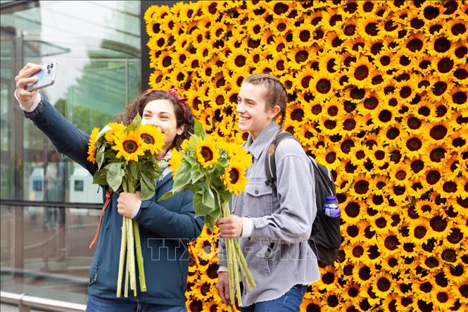 Du khách chụp ảnh với hoa hướng dương tại lễ kỷ niệm 50 năm thành lập Bảo tàng Van Gogh ở  thành phố Amsterdam, Hà Lan, ngày 2/6/2023. Ảnh: THX/TTXVN
