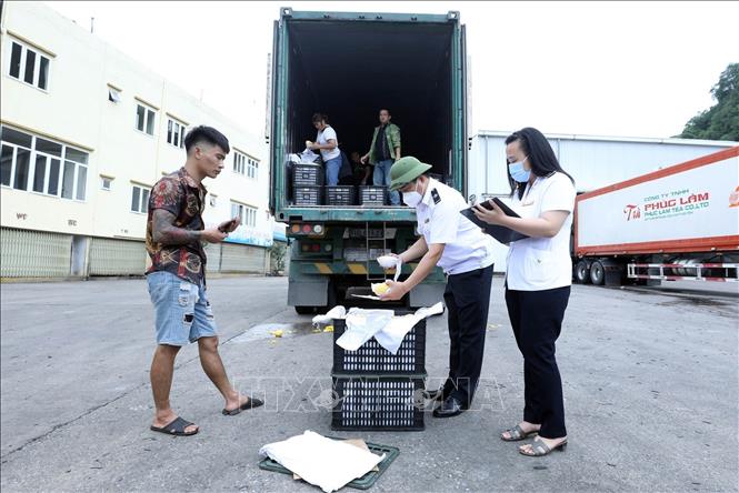 Trong ảnh: Cán bộ Trung tâm Kiểm dịch Y tế quốc tế tỉnh Lạng Sơn kiểm dịch hàng hoa quả xuất khẩu tại Công ty cổ phần đầu tư, kho bãi Cốc Nam - Thiên Trường trong khu vực Cửa khẩu Cốc Nam. Ảnh: Anh Tuấn – TTXVN