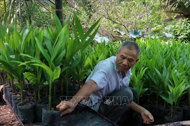 Trong ảnh: Ngoài bán cau trái xuất khẩu, ông Nguyễn Ngọc Tần còn bán cây cau giống. Ảnh: Hữu Chí – TTXVN