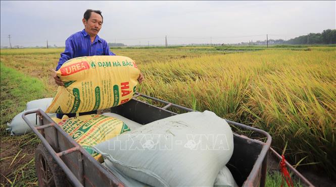 Trong ảnh: Nông dân huyện Vũ Thư khẩn trương thu hoạch lúa Xuân để triển khai sản xuất vụ Mùa 2023. Ảnh: Thế Duyệt – TTXVN