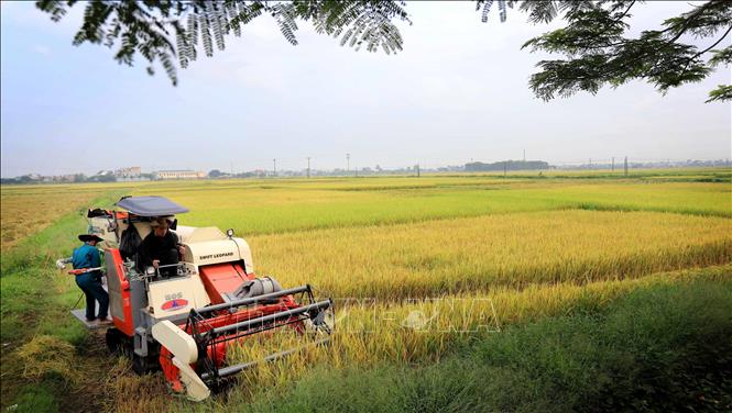 Trong ảnh: Nông dân huyện Vũ Thư khẩn trương thu hoạch lúa Xuân để triển khai sản xuất vụ Mùa 2023. Ảnh: Thế Duyệt – TTXVN