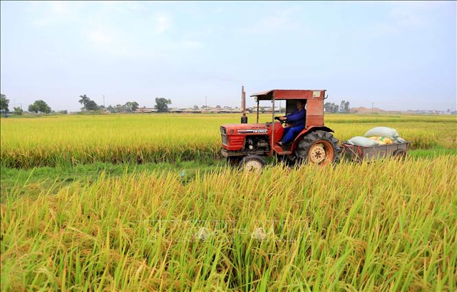 Trong ảnh: Nông dân huyện Vũ Thư khẩn trương thu hoạch lúa Xuân để triển khai sản xuất vụ Mùa 2023. Ảnh: Thế Duyệt – TTXVN