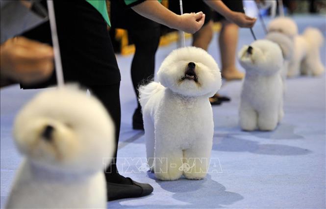 Những chú chó tại Triển lãm thú cưng ở Seoul, Hàn Quốc. Ảnh: AFP/TTXVN