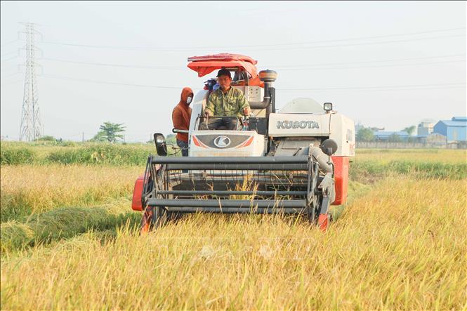 Máy gặt lúa trên cánh đồng xã Bình Minh, huyện Nam Trực. Ảnh: Công Luật - TTXVN