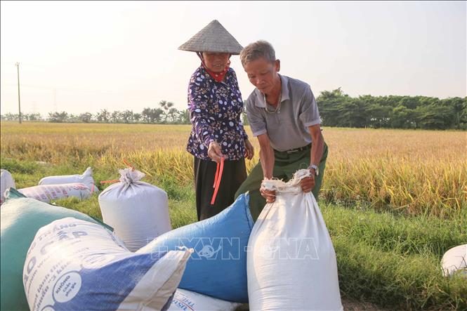Người dân xã Bình Minh, huyện Nam Trực buộc các bao thóc để chuẩn bị mang về phơi. Ảnh: Công Luật - TTXVN
