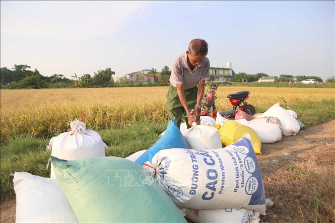 Người dân xã Bình Minh, huyện Nam Trực buộc các bao thóc để mang về phơi. Ảnh: Công Luật - TTXVN
