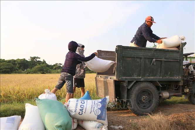 Người dân xã Bình Minh, huyện Nam Trực vận chuyển thóc lên xe mang về phơi. Ảnh: Công Luật - TTXVN

