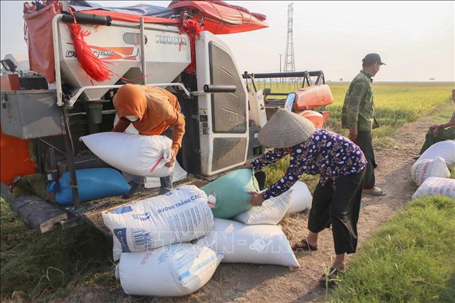 Năng suất lúa xuân năm 2023 tại tỉnh Nam Định ước đạt 69,5 tạ/ha. Ảnh: Công Luật - TTXVN
