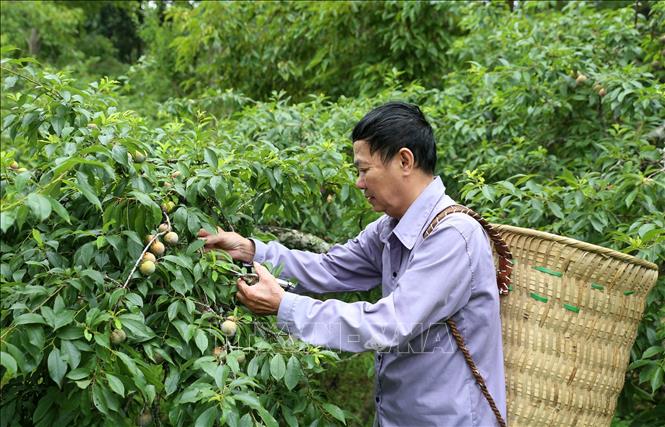 Trong ảnh: Người dân chủ vườn mận tam hoa xã Na Hối chăm sóc vườn mận tốt nhất để phục vụ khách đến thăm quan, trải nghiệm, mua mận tại vườn. Ảnh: Quốc Khánh - TTXVN