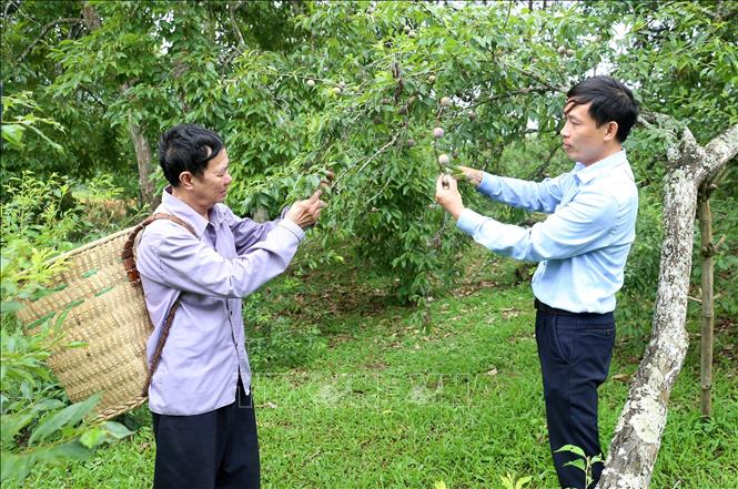 Trong ảnh: Chuyên viên phòng nông nghiệp huyện xuống tận vườn mận các gia đình tư vấn, hướng dẫn cách chăm sóc để quả mận tam hoa ngon, ngọt đúng vụ phục vụ du khách đến với huyện Bắc Hà. Ảnh: Quốc Khánh - TTXVN