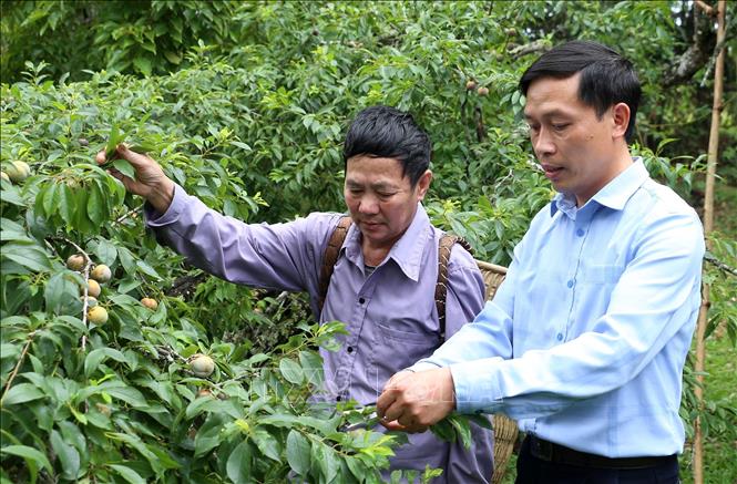 Trong ảnh: Chuyên viên phòng nông nghiệp huyện xuống tận vườn mận các gia đình tư vấn, hướng dẫn cách chăm sóc để có quả mận tam hoa ngon, ngọt đúng vụ phục vụ du khách đến với huyện Bắc Hà. Ảnh: Quốc Khánh - TTXVN