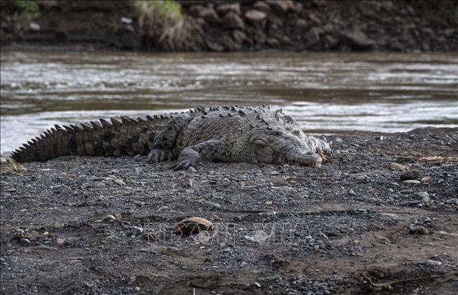 (Tư liệu) Cá sấu trên sông Tarcoles ở Costa Rica, ngày 21/11/2022. Ảnh: AFP/TTXVN