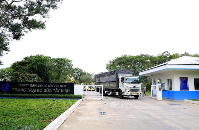 Trong ảnh: Trang trại bò sữa Vinamilk còn được gọi là “resort” bò sữa, nằm trong hệ thống trang trại đạt chuẩn Global GAP lớn nhất châu Á về số lượng. Ảnh: Hồng Đạt - TTXVN
