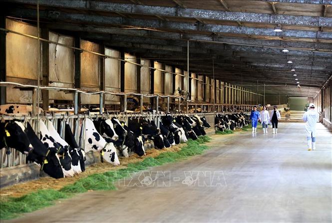 Trang trại bò sữa tại Tây Ninh ứng dụng chăn nuôi hiện đại. Ảnh: Hồng Đạt - TTXVN
