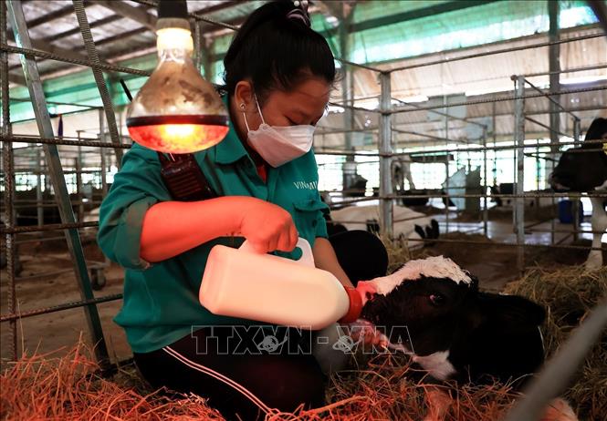 Trong ảnh: Cho bê bú sữa. Ảnh: Hồng Đạt - TTXVN

