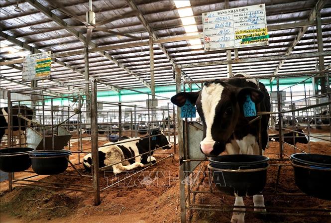 Trong ảnh: Các cá thể bò sữa đều được đeo số nhận diện. Ảnh: Hồng Đạt - TTXVN
