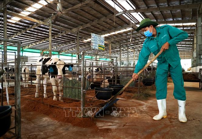 Trong ảnh: Công nhân làm việc trong chuồng nuôi bê, Trang trại bò sữa Vinamilk, xã Long Khánh, huyện Bến Cầu. Ảnh: Hồng Đạt - TTXVN
