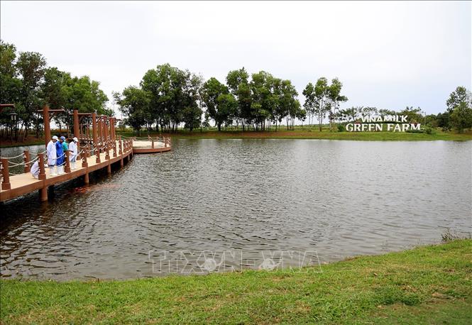 Trong ảnh: Không gian xanh trong Trang trại bò sữa Vinamilk, xã Long Khánh, huyện Bến Cầu (Tây Ninh). Ảnh: Hồng Đạt - TTXVN
