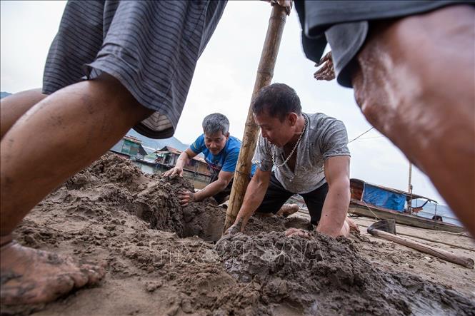 Người dân làng vạn chài tranh thủ khi nước cạn trồng cột để kéo điện sinh hoạt về sử dụng. Ảnh: Trọng Đạt-TTXVN