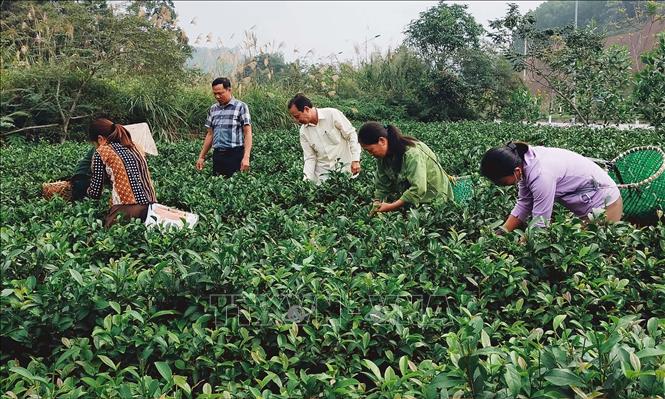 Người dân xã Bảo Hưng, huyện Trấn Yên, tỉnh Yên Bái thu hái chè Bát Tiên. Ảnh: Tuấn Anh - TTXVN
