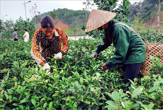 Cây chè Bát Tiên giống mới đưa vào trồng đã đem lại hiệu quả kinh tế cao cho người trồng chè ở xã Bảo Hưng, huyện Trấn Yên, tỉnh Yên Bái. Ảnh: Tuấn Anh - TTXVN
