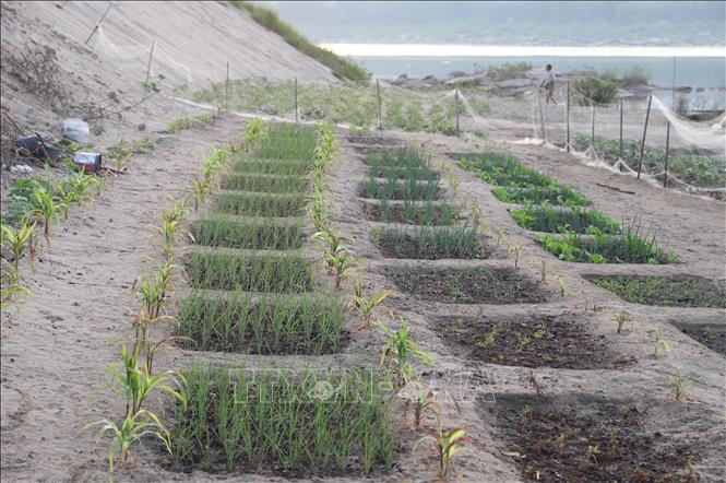 Người dân tranh thủ trồng hoa màu khi mực nước sông xuống thấp. Ảnh: Huy Tiến – P/v TTXVN tại Thái Lan