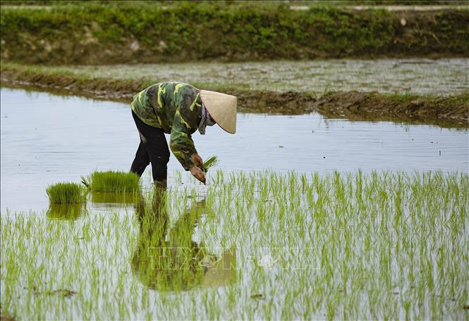Trong ảnh: Người dân tiến hành gieo cấy lúa. Ảnh: Xuân Tư – TTXVN