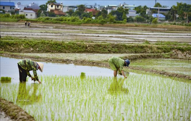 Trong ảnh: Người dân xã Thanh Xương (huyện Điện Biên) cấy lúa vụ Hè Thu. Ảnh: Xuân Tư – TTXVN