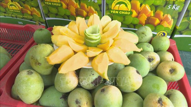 Đặc sản xoài tròn huyện Yên Châu, tỉnh Sơn La. Ảnh: TTXVN phát