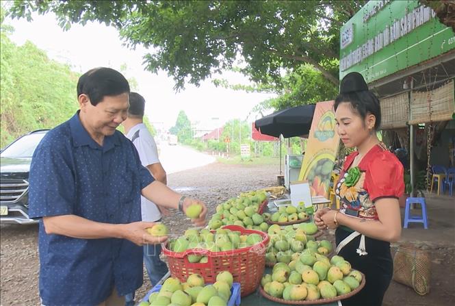 Du khách mua xoài tròn tại địa điểm bán hàng của huyện Yên Châu, tỉnh Sơn La. Ảnh: TTXVN phát