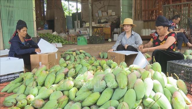Người dân huyện Yên Châu, tỉnh Sơn La bọc trái xoài tượng xanh da để bán cho thương lái. Ảnh: TTXVN phát