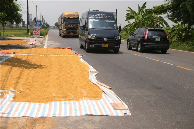 Phơi thóc trên đường tỉnh lộ 490C đoạn qua xã Đồng Sơn, huyện Nam Trực (Nam Định). Ảnh: Công Luật - TTXVN
