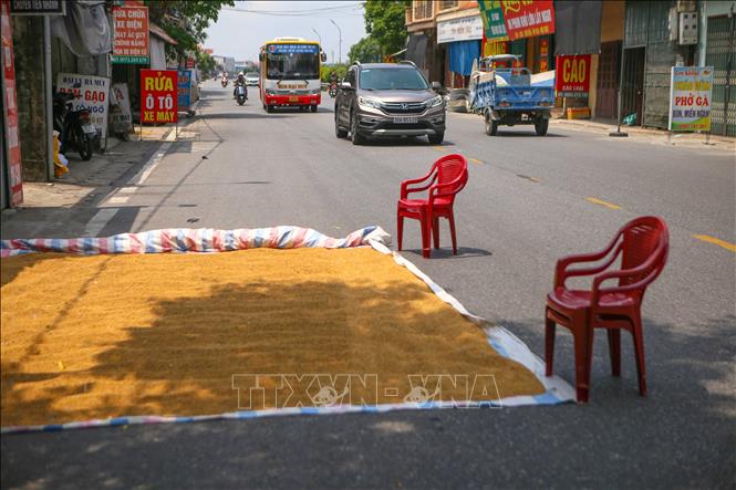 Phơi thóc trên đường tỉnh lộ 490C đoạn qua thị trấn Liễu Đề, huyện Nghĩa Hưng. Ảnh: Công Luật - TTXVN