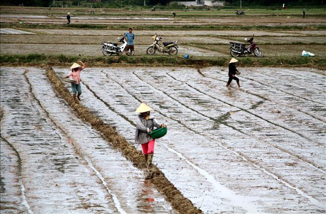 Để đối phó với hạn hán, cơ cấu giống lúa ngắn ngày được nông dân xã Trung Sơn, huyện Đô Lương (Nghệ An) ưu tiên đưa vào sản xuất. Ảnh: Văn Tý-TTXVN