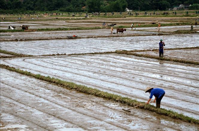 Để đối phó với hạn hán, cơ cấu giống lúa ngắn ngày được nông dân xã Trung Sơn, huyện Đô Lương (Nghệ An) ưu tiên đưa vào sản xuất. Ảnh: Văn Tý-TTXVN