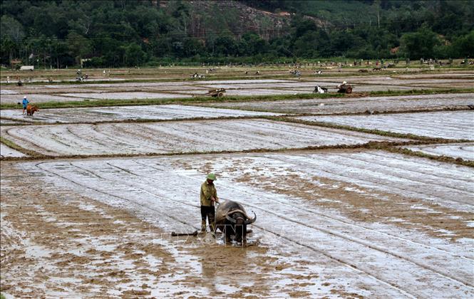 Nông dân xã Trung Sơn, huyện Đô Lương (Nghệ An) khẩn trương gieo cấy vụ Hè thu 2023. Ảnh: Văn Tý-TTXVN