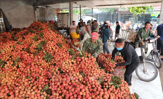 Trong ảnh: Các điểm cân vải ở phố Kim, xã Phượng Sơn luôn tất bật vào thời gian này. Ảnh: Danh Lam -TTXVN