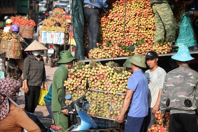 Trong ảnh: Các điểm cân vải ở phố Kim, xã Phượng Sơn luôn tất bật vào thời gian này. Ảnh: Danh Lam -TTXVN