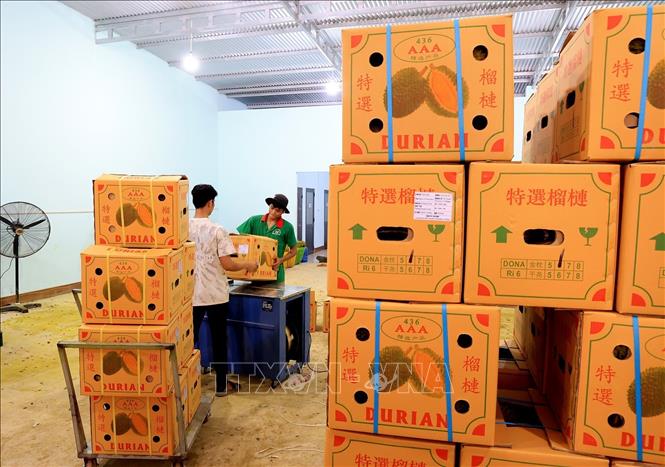 Trong ảnh: Đóng thùng sầu riêng xuất khẩu đi Trung Quốc tại Vựa trái cây Hùng Loan, 94 QL20, thị trấn Tân Phú, huyện Tân Phú (Đồng Nai). Ảnh: Hồng Đạt - TTXVN
