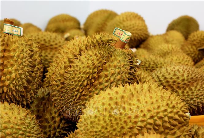 Trong ảnh: Sầu riêng xuất khẩu đi Trung Quốc. Ảnh: Hồng Đạt - TTXVN
