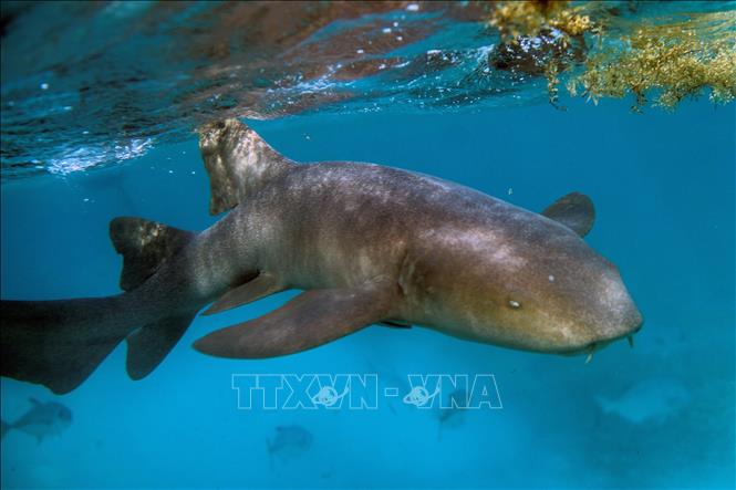 (Tư liệu) Cá mập sống tại rạn san hô ở Khu bảo tồn biển Hol Chan, Ambergris Cay, Belize, Mỹ, ngày 7/6/2018. Ảnh: AFP/TTXVN