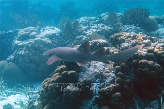 (Tư liệu) Cá mập sống tại rạn san hô ở Khu bảo tồn biển Hol Chan, Ambergris Cay, Belize, Mỹ, ngày 7/6/2018. Ảnh: AFP/TTXVN