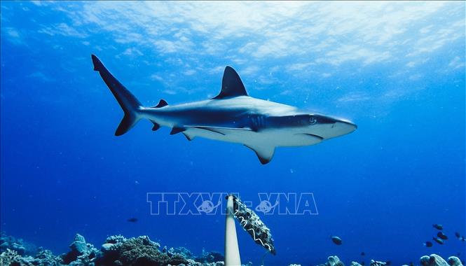 (Tư liệu) Cá mập rạn san hô xám tại Australia. Ảnh: AFP/TTXVN
