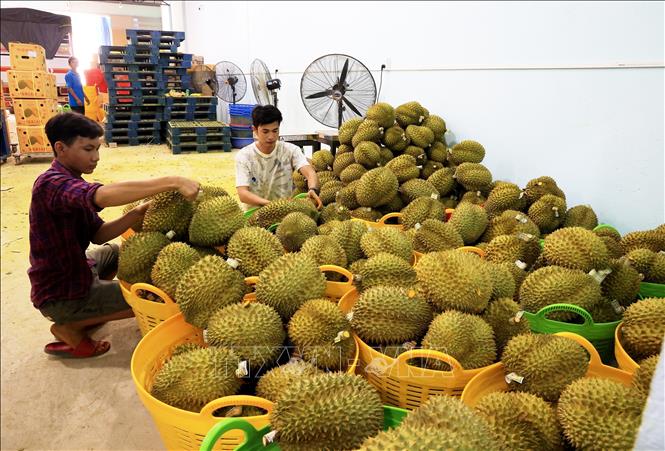 Trong ảnh: Sầu riêng xuất khẩu tập kết tại Vựa trái cây Hùng Loan, 94 QL20, thị trấn Tân Phú, huyện Tân Phú. Ảnh: Hồng Đạt - TTXVN

